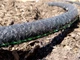 Шланг для крапельного поливу 1/2" 15м GardenLine LAR4143 - зображення 3