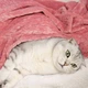 Плед для тварин Soft Warm Fluffy Pet Blanket 70х100 см Зелений - зображення 6