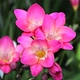 Луковицы Яскрава Фрезия простая Rose (29783) (5шт) - изображение 1