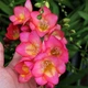 Луковицы Яскрава Фрезия простая Rose (29783) (5шт) - изображение 2