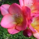 Луковицы Яскрава Фрезия простая Rose (29783) (5шт) - изображение 4