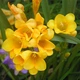 Луковицы Яскрава Фрезия простая Yellow (29785) (5шт) - изображение 1