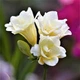 Луковицы Яскрава Фрезия махровая (полная) White (29779) (5шт) - изображение 2