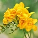 Луковицы Яскрава Фрезия махровая (полная) Yellow (29780) (5шт) - изображение 1