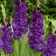 Цибулини Яскрава Гладіолус Великоквітковий Purple Flora (premium) (36977) (2шт) - зображення 1