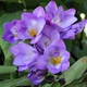 Луковицы Яскрава Фрезия простая Blue (29781) (5шт) - изображение 1
