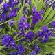 Луковицы Яскрава Фрезия простая Blue (29781) (5шт) - изображение 3