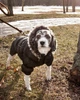 Куртка-парку Metallic Fashion Pet для собак, L Чорний - зображення 8