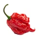 Набір для вирощування гострого перцю Pepper-X Carolina Reaper Red (Каролінський Жнець) - изображение 3