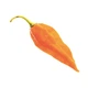 Набір для вирощування гострого перцю Pepper-X Fatalii Orange (Фаталії Апельсин) - изображение 2