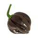 Набір для вирощування гострого перцю Pepper-X Habanero Chocolate (Хабанеро Шоколад) - изображение 3
