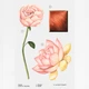 Парфумована вода для жінок Zara LIGHTLY BLOOM 100 ML - зображення 3