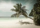 Флизелиновые фотообои Океан 3D Природа Песок Солнце Море - Одинокая пальма на пляже (13344V)+клей - изображение 2