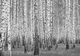 Флизелиновые фотообои на стену 254x184 см Природа Лес Чёрно-Белая Береза (14211V4)+клей - изображение 2
