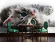 Коты флизелиновые фотообои 3D 416x254 см Сладкий котенок (1183VEXXXL)+клей - изображение 4