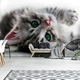 Коты флизелиновые фотообои 3D 416x254 см Сладкий котенок (1183VEXXXL)+клей - изображение 10