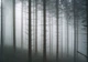 Флизелиновые фотообои 3д природа Хвойный лес в тумане (13916V)+клей - изображение 2