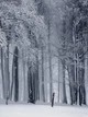 Флізелінові фотошпалери Природа Дерева Сніг 206x275 см Зима в лісі (12923VEA)+клей - зображення 2