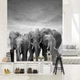 Флизелиновые фотообои природа 206x275 см Слоны (11578VEA)+клей - изображение 1