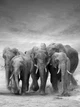 Флизелиновые фотообои природа 206x275 см Слоны (11578VEA)+клей - изображение 2