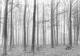Флизелиновые фотообои лес в интерьере 254x184 см (11223V4)+клей - изображение 2