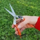 Секатор для цветов SAGAWATA WS-902, ножницы для фруктов - изображение 9