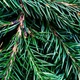 Аромат для свічки та мила Ялиця Фрейзера (CandleScience Fraser Fir) - зображення 2