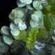 Аромат для свечи и мыла Мята перечная и эвкалипт (CandleScience Peppermint and Eucalyptus) - изображение 2