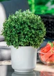 Горшок для цветов Сатина Еко-20 дерево Form-Plastic - изображение 2