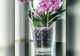 Кашпо для орхидей Diamant-mini Orchidea 1,12 л прозрачный Form-Plastic - изображение 2