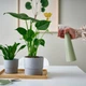 Распылитель IKEA ТОМАТ светло-зеленый, 35 сл 405.360.09 - изображение 2