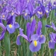 Луковицы Яскрава Ирис Hollandica Blue Magic (29751) (5шт) - изображение 4