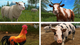 Игра Nintendo Switch Farming Simulator Nintendo Switch Edition Русские Субтитры Б/У - изображение 6