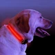 LED нашийник, повідець для тварин собак і кішок червоний - зображення 1