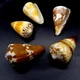 Морські мушлі Конус Conus miles, розмір довжина 5.5 см - 6.5 см - зображення 2