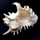 Морские раковины Мурекс CHICOREUS RAMOSUS *7* высота 16.5 см - изображение 2