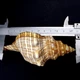 Морские раковины фасциолария трапезиум TRAPEZIUM FASCILARIUM размер длина 10 см -11 см - изображение 3