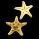 Морська зірка натуральна RHINO STARFISH розмір 6.5 см – 7.5 см - зображення 2