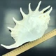 Морські раковини ламбіс трункату LAMBIS TRUNCATA LARGE довжина 19 см -22 см - зображення 4