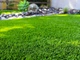 Семена газонной травы Спортивная 10 кг GreenHome - изображение 4
