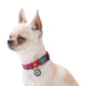 Нашийник для собак нейлоновий WAUDOG Nylon з QR паспортом, малюнок "Кавун" 37-58 см 25 мм (4779) - зображення 6