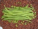 Семена Вигна Фазенда, 10 шт (GL Seeds) - изображение 2