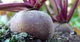 Семена Свекла Подзимняя А 474, 3 г (GL Seeds) - изображение 4