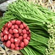 Семена Вигна Метро ред, 10 шт (GL Seeds) - изображение 2