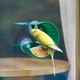 Karmnik dla ptaków na okno Hape Bird Feeder E5585 (6943478037366) - obraz 3