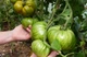 Томат Зебра желтая SeedEra 0,1 г - изображение 5