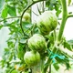 Томат Зебра белая GL Seeds 0,15 г - изображение 2