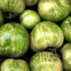 Томат Зебра белая GL Seeds 0,15 г - изображение 3