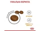 Cухий корм Royal Canin Hair and Skin Care – для кішок з проблемною шкірою та шерстю 8 кг + 2 кг - зображення 3