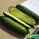 Огірок Баде F1 Yuksel Seeds 50 шт. - зображення 3